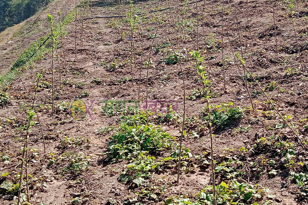 हिउँदे फलफूलका बिरुवा विक्रि नहुँदा बैतडीका किसान चिन्तित 